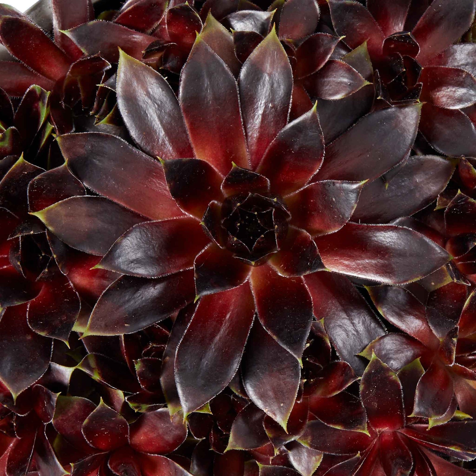 Sempervivum 'coconut Crystal' Pot - Hardy Two-tone Succulent | 3 x 9cm | Multi