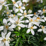Choisya 'white Dazzler' Evergreen Shrub | 1 x 9cm | Green & White
