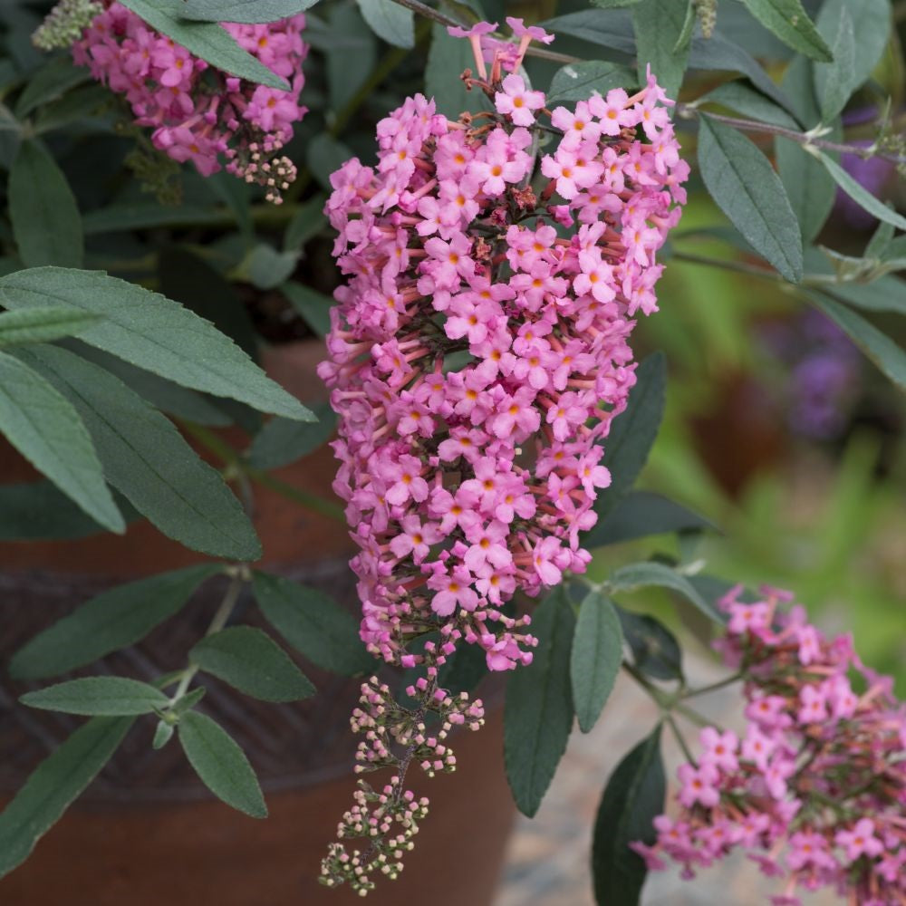 Buddleja Davidii Pink Cascade 9cm Potted Plant X 1