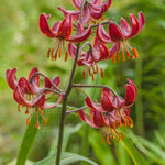 Lilium Claude Shride -  Bulbs | 3 x Bulbs | Red