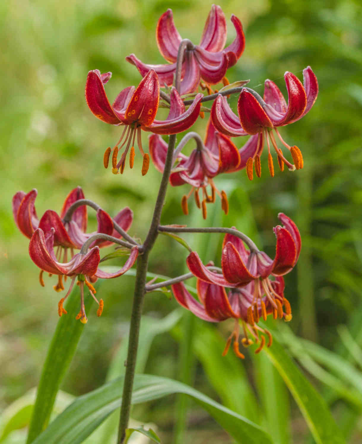Lilium Claude Shride -  Bulbs | 3 x Bulbs | Red