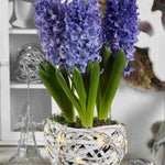 Illuminated White Basket Hyacinths - Christmas Gift | Blue