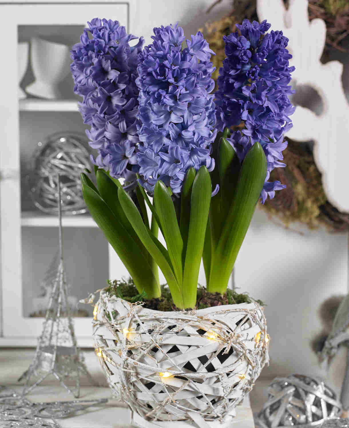 Illuminated White Basket Hyacinths - Christmas Gift | Blue