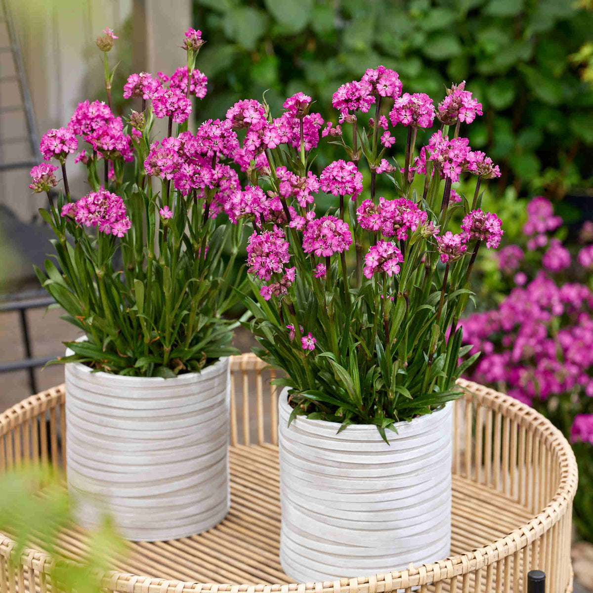 Hayloft Lychnis Viscaria 'Cherry Bubbles' - 9cm Pots