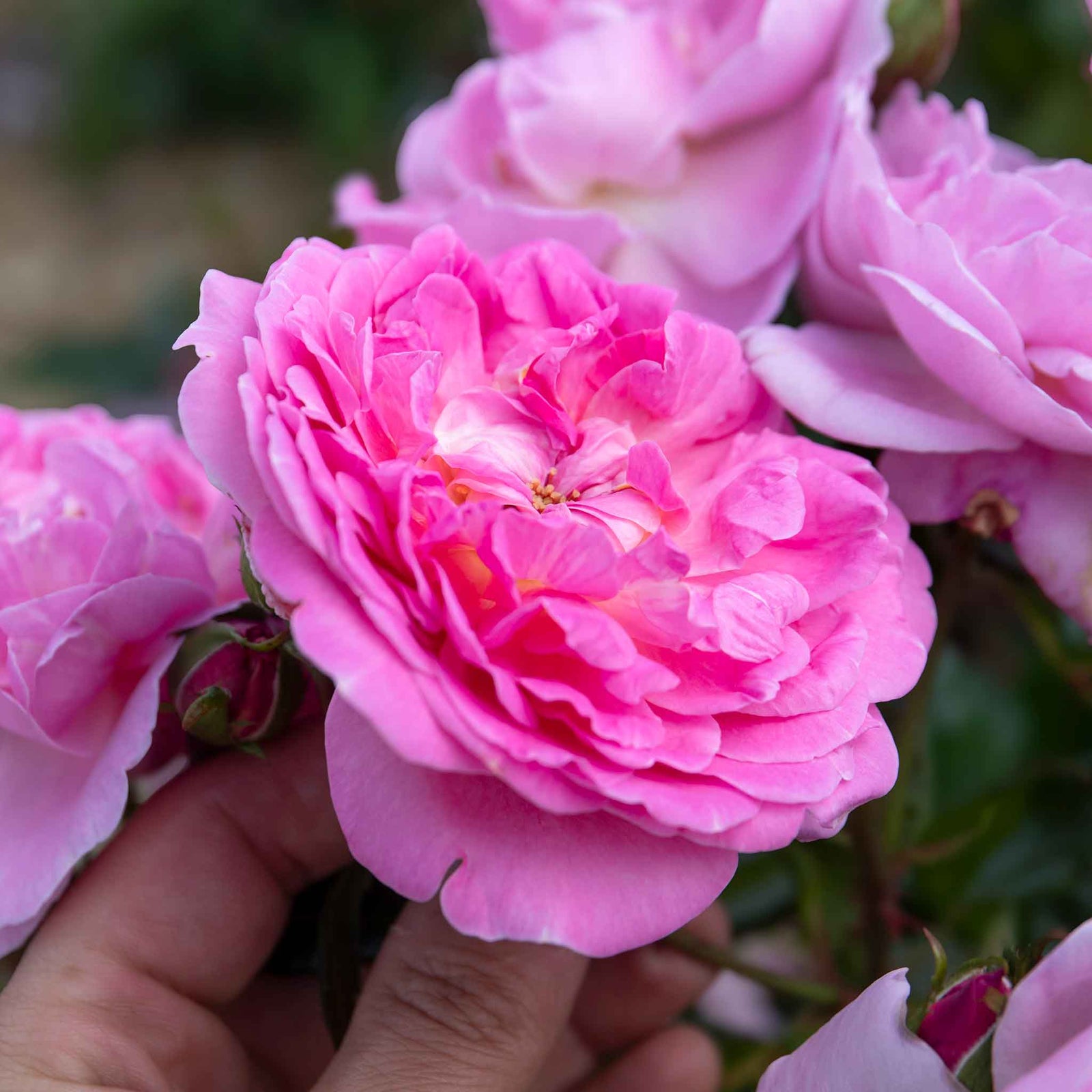 Rose 'orchid Romantica' Floribunda | 1 x Bare Root | Pink