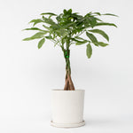 Money Tree Plant - Pachira Aquatica - Height 60-70cm - ⌀17cm | Set of 1 | Green