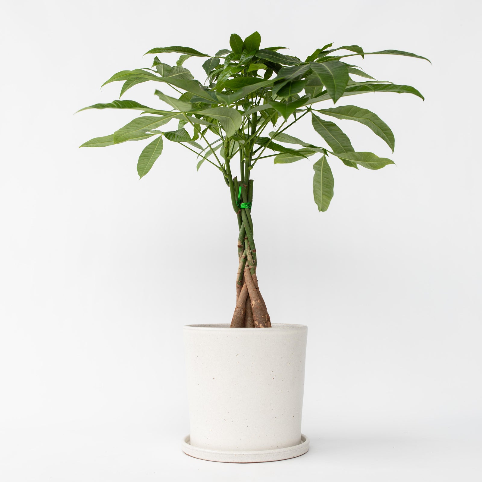 Money Tree Plant - Pachira Aquatica - Height 60-70cm - ⌀17cm | Set of 1 | Green