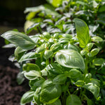 Basil 'sweet Italian' | 1 x 1L | Green