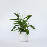 Peace Lilly - Spathiphyllum 'lima' - Height 60-75cm - ⌀17cm | Set of 1 | White
