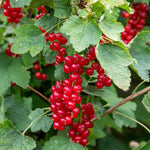 Redcurrant 'jonkheer Van Tets' | 1 x 3L | Red