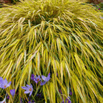 Hayloft Hakonechloa Macra Aureola - 3 x 9cm Pots