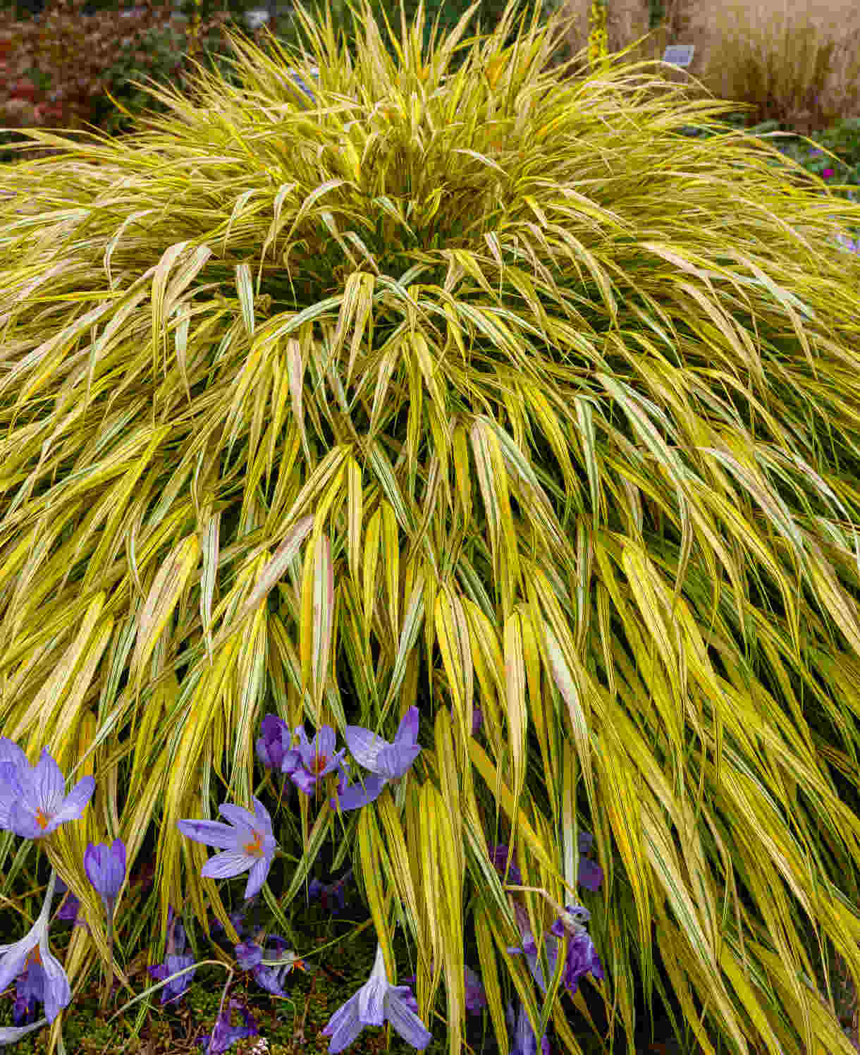 Hayloft Hakonechloa Macra Aureola - 3 x 9cm Pots