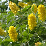 Cytisus Pineapple Broom Tree Fragrant 5-6ft Supplied In A 7.5 Litre Pot