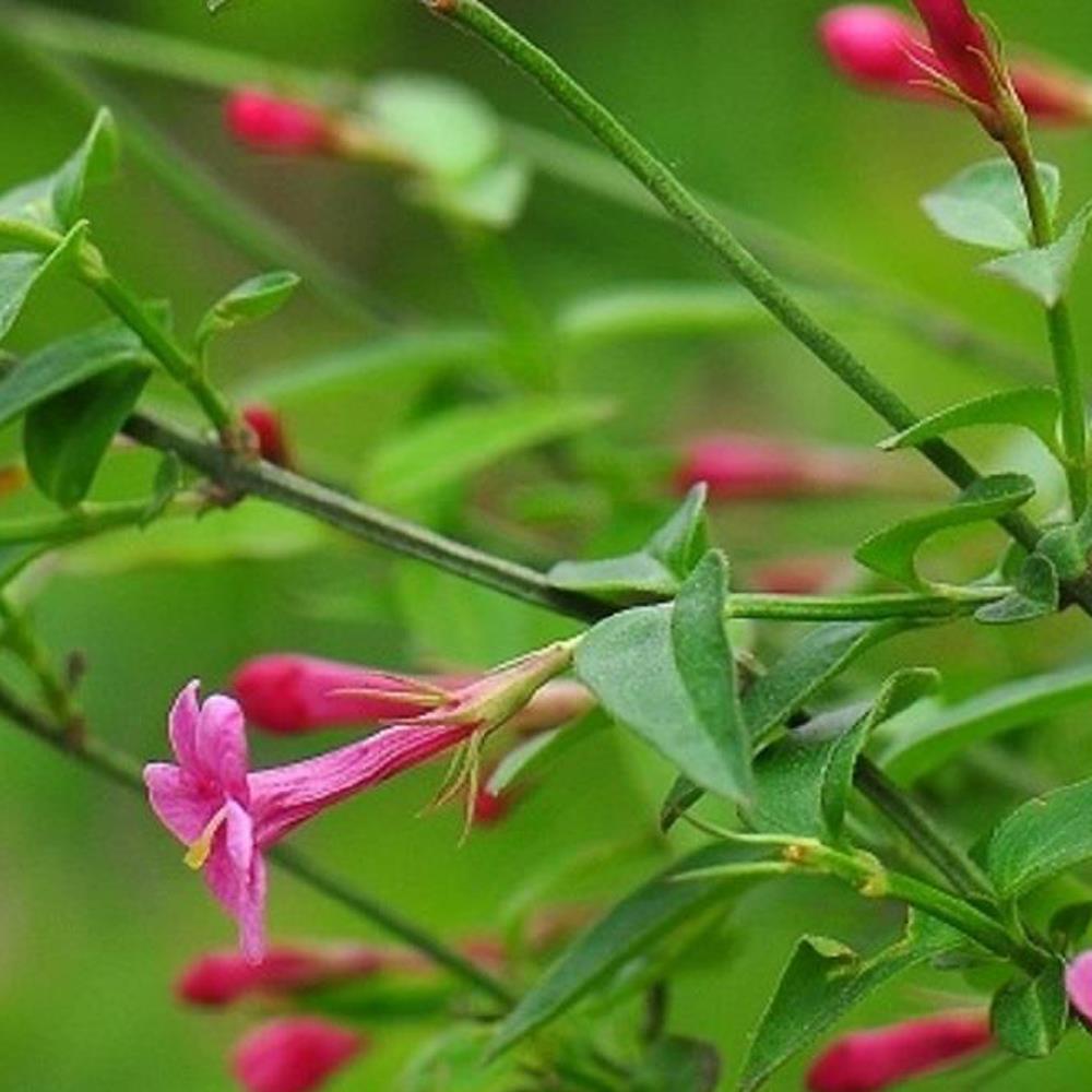 1x 3ft Large Jasminum Beesianum Climbing Fragrant Red Jasmine Plant Supplied In A 3 Litre Pot