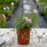 Phlox 'candy Stripe' Creeping Phlox Groundcover | 3 Plug Plants