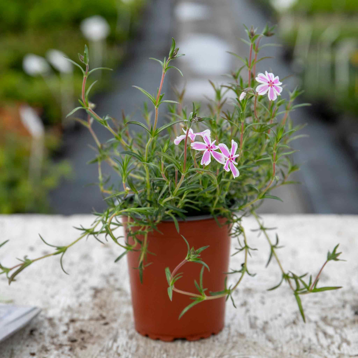 Phlox 'candy Stripe' Creeping Phlox Groundcover | 3 Plug Plants