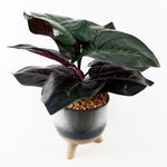 35cm Artificial Ficus Plant With Teal Blue Green Ceramic Planter