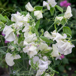 Sweet Pea 'romeo', Fragrant Flowers Seeds | 21 Seeds