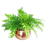 Xl Metal Bowl Planter 32 X 20cm Hammered Copper Colour - Curvy Edge