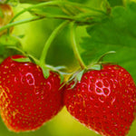 Hayloft Strawberry Plants - 5 X 9cm Pots Elsanta