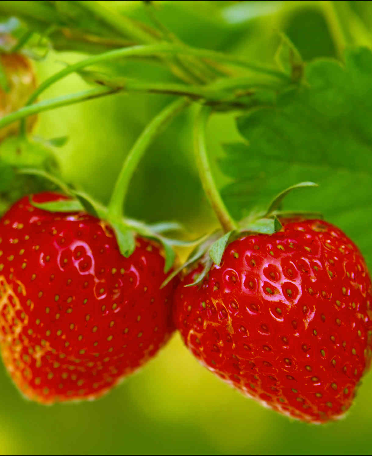 Hayloft Strawberry Plants - 5 X 9cm Pots Elsanta