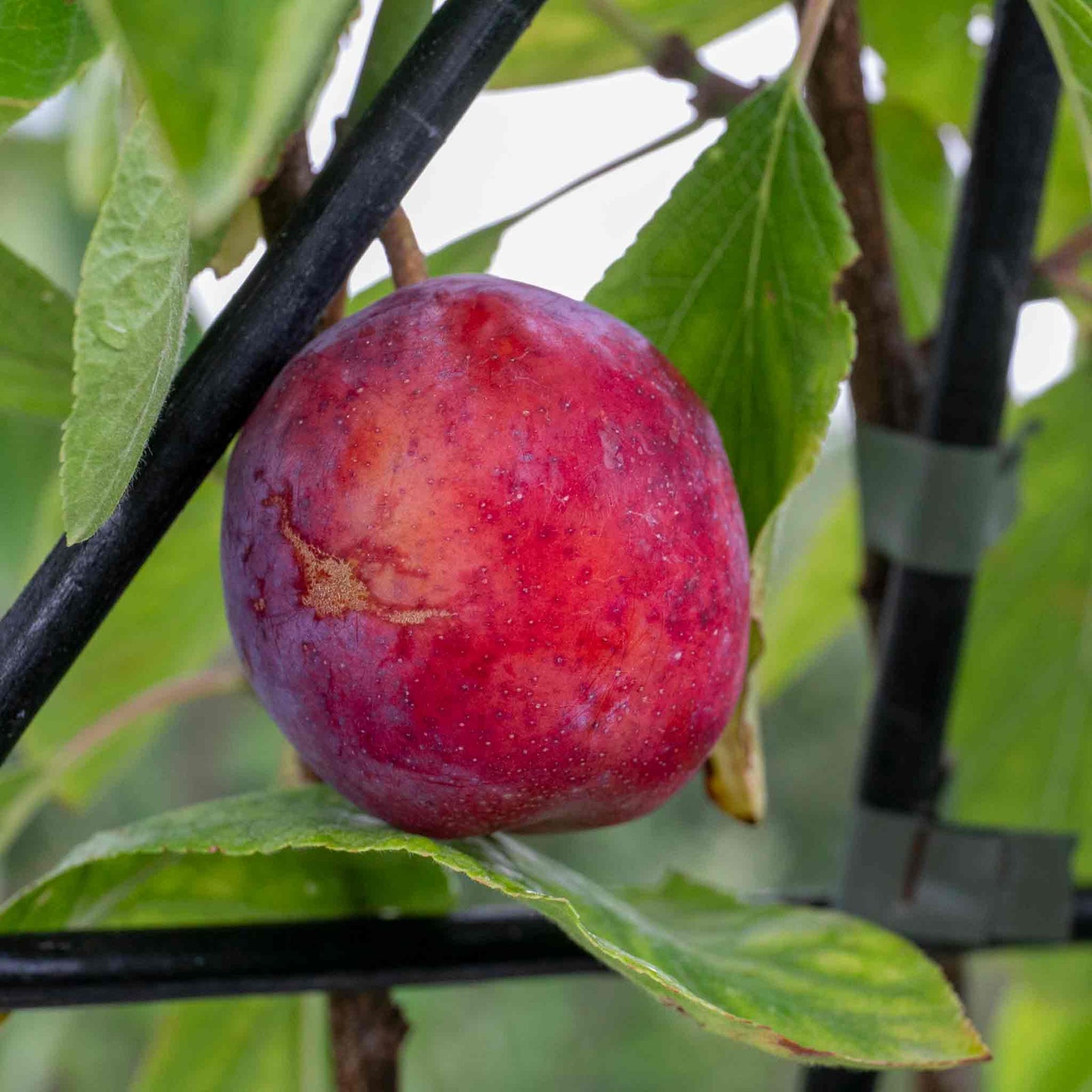 Patio Plum 'opal' - Fan-trained, Self-fertile | 1 x 2L | Purple
