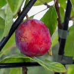 Patio Plum 'opal' - Fan-trained, Self-fertile | 25l | Purple