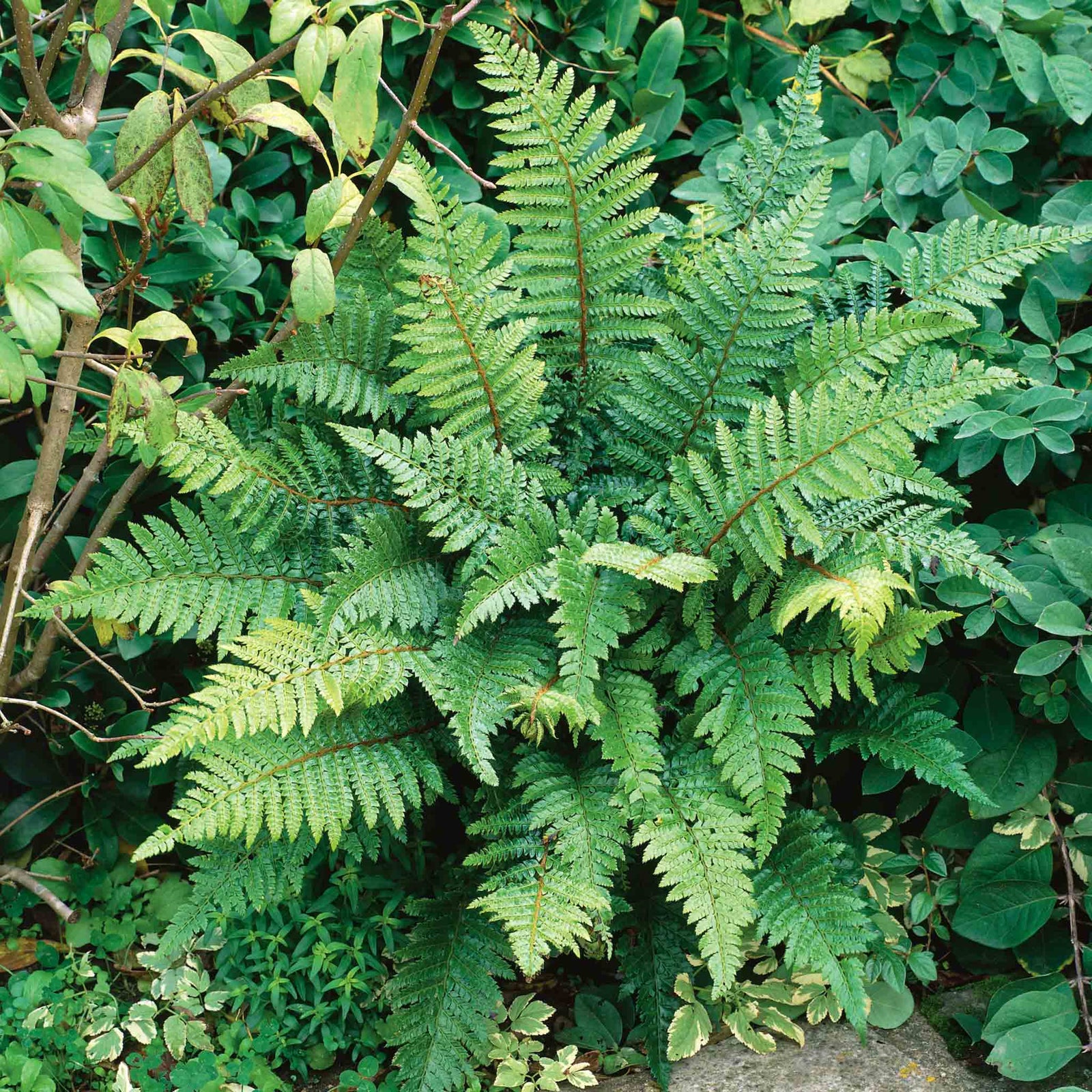 Japanese Lace Fern (evergreen, Rhs Agm) | 3 x 7cm Plants | Green