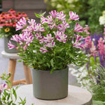 Alstroemeria Duchesse D'anjou 'valentine' - 9cm Pots | 2 x 9cm | Purple