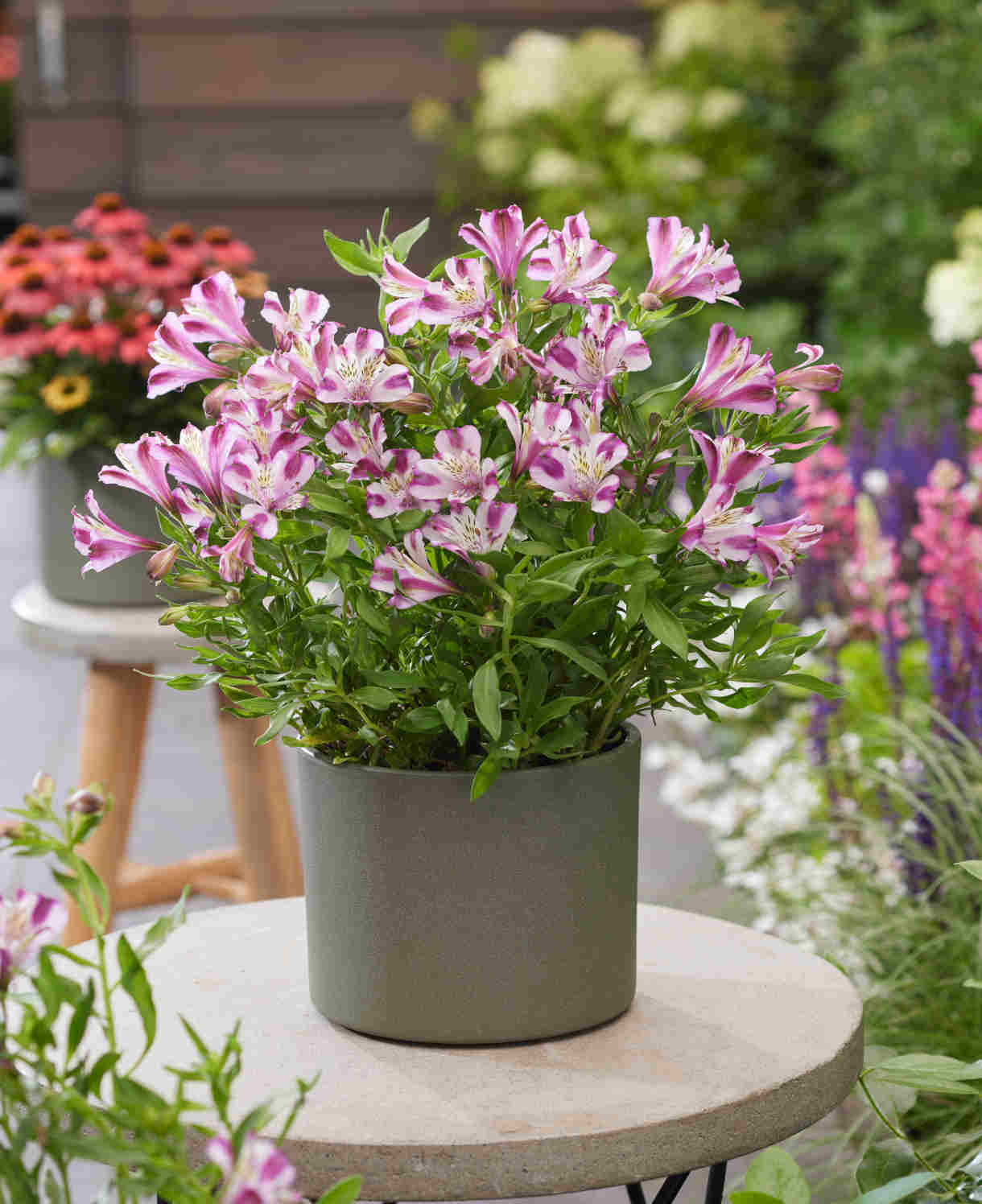 Alstroemeria Duchesse D'anjou 'valentine' - 9cm Pots | 2 x 9cm | Purple