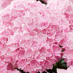 Hydrangea Macrophylla Doppio Rosato - 14cm pots | Set-of-1 | Pink
