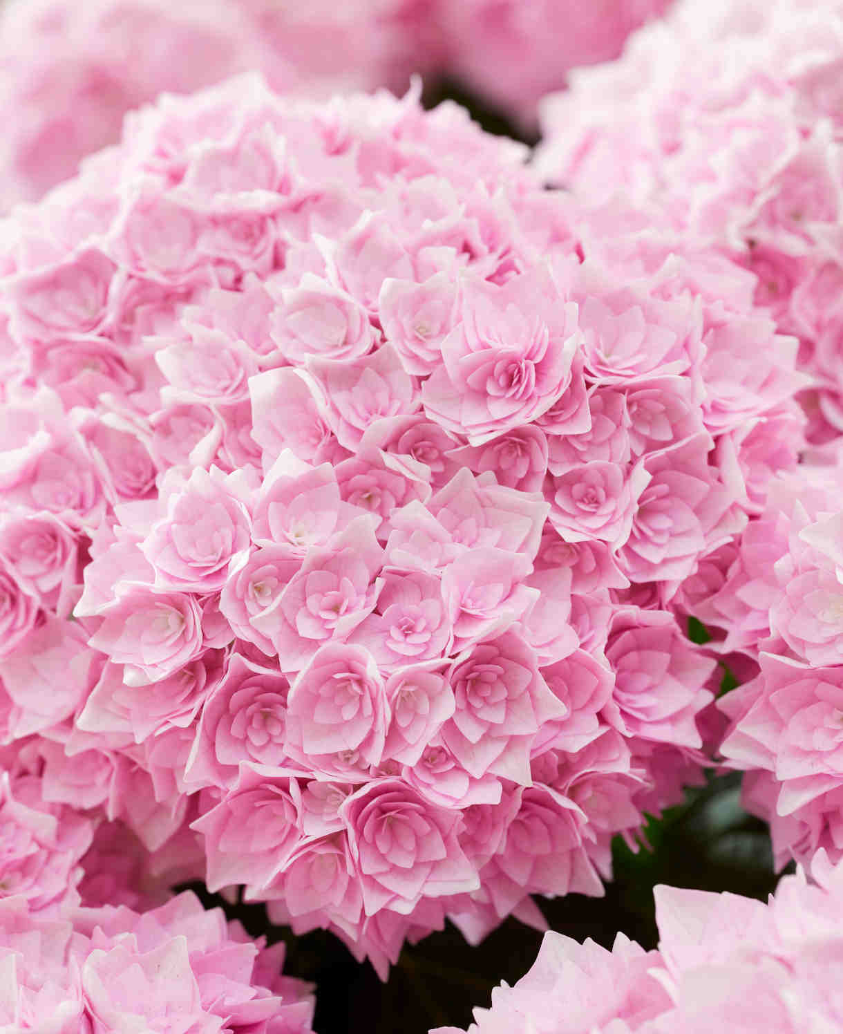 Hydrangea Macrophylla Doppio Rosato - 14cm pots | Set-of-1 | Pink