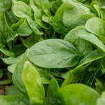 Spinach Renegade Seedlings - Hardy Disease-resistant | 12 x Garden Ready Plants | Green