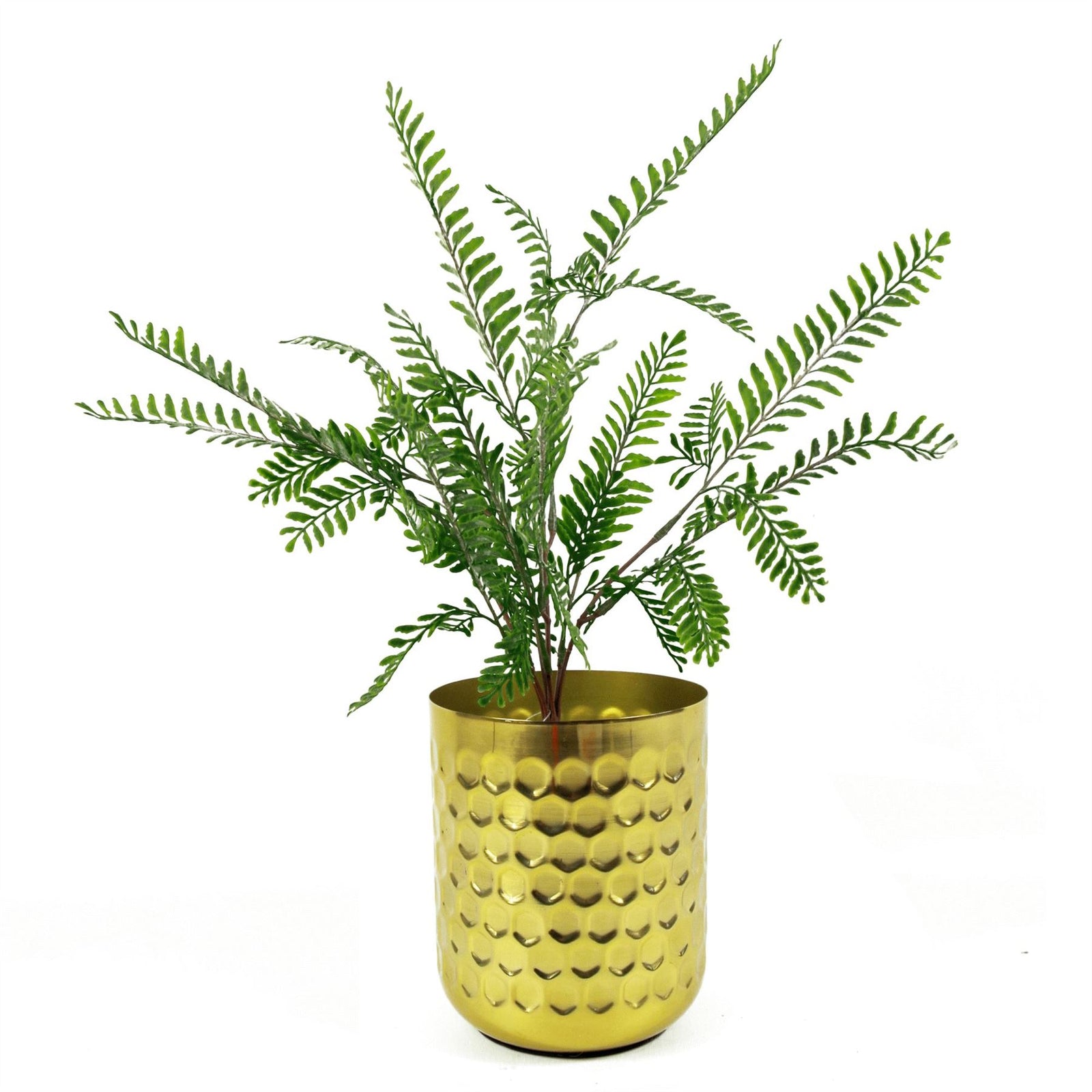 6 X 55cm Himilayan Maidenhair Fern Bush Dark Green Plant