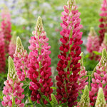 Lupinus Lupinova ‘cutie’ - 9cm pots | 1 x 9cm | Pink