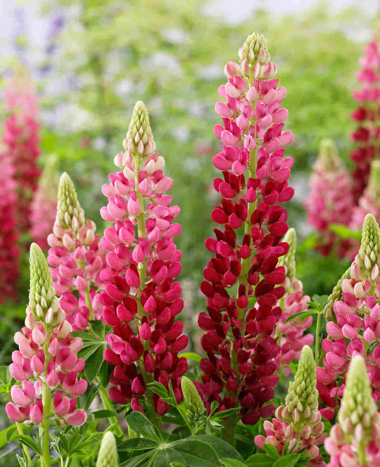 Lupinus Lupinova ‘cutie’ - 9cm pots | 1 x 9cm | Pink