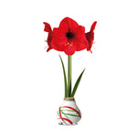 Amaryllis Touch Of Wax Art | Set of 1