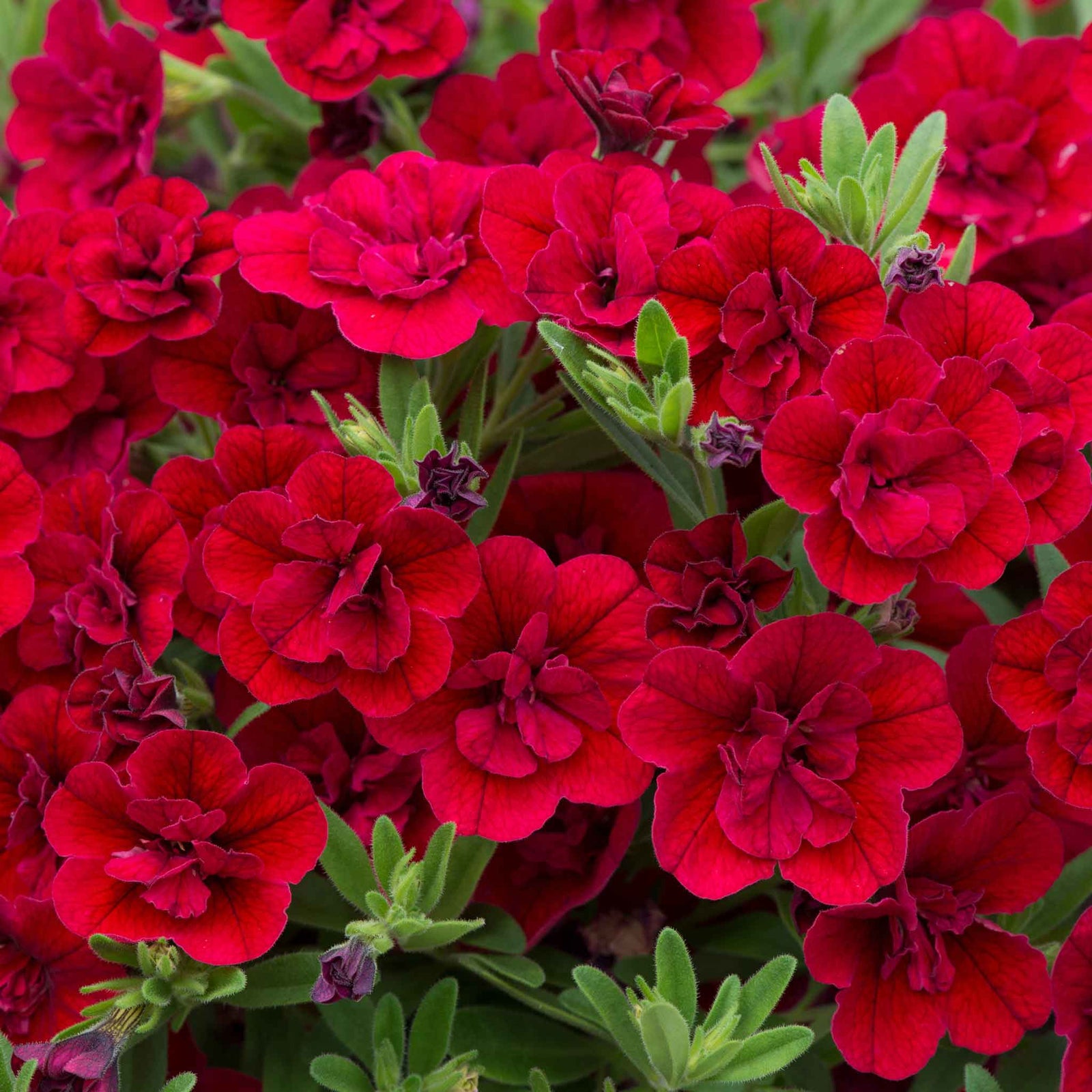 Calibrachoa 'double' Collection | 12 x Plug Plants | Multi