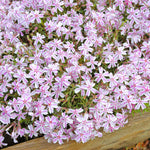 Phlox 'candy Stripe' Creeping Phlox Groundcover | 3 Plug Plants