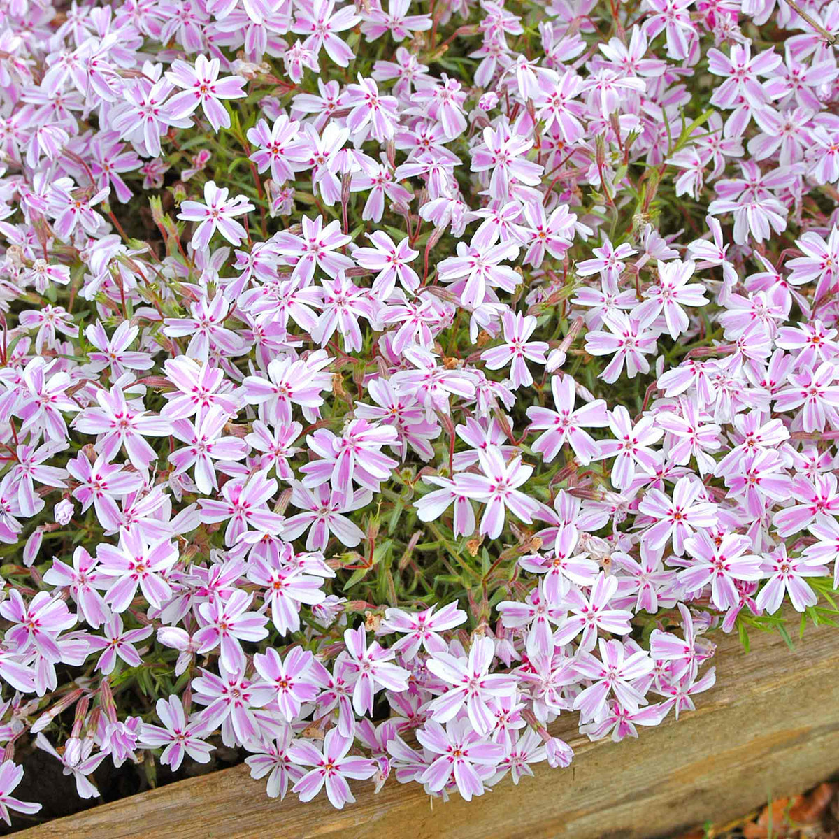 Phlox 'candy Stripe' Creeping Phlox Groundcover | 3 Plug Plants
