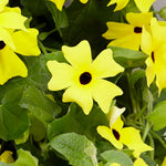 Thunbergia 'yellow' Climbing Plant | 12 x Plug Plants | Yellow