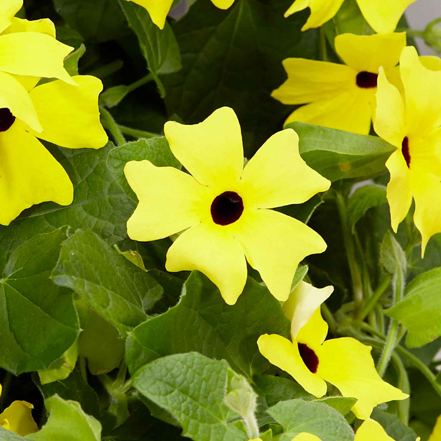 Thunbergia 'yellow' Climbing Plant | 12 x Plug Plants | Yellow