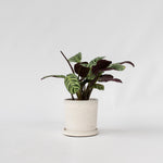 Never Never Plant - Ctenanthe 'amagris' - Height 20-30cm - ⌀12cm | Set of 1 | Green