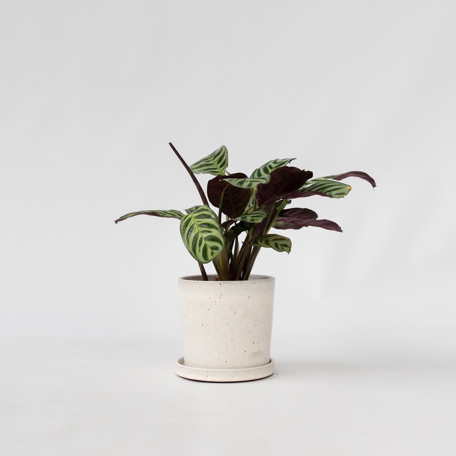 Never Never Plant - Ctenanthe 'amagris' - Height 20-30cm - ⌀12cm | Set of 1 | Green