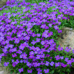 Astonishing Aubrieta Collection - Plug Plants | 3 x Plug Plants | Mixed