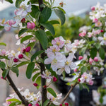 Malus X Floribunda Crab Apple Tree, Patio Dwarf (rhs Award) | 1 x 5L | Pastel Pink