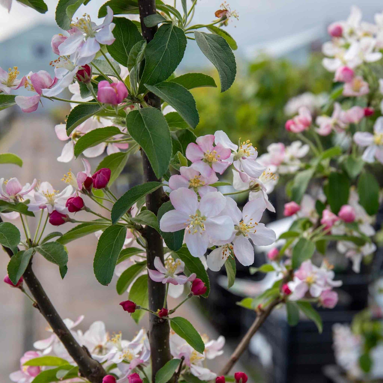 Malus X Floribunda Crab Apple Tree, Patio Dwarf (rhs Award) | 1 x 5L | Pastel Pink