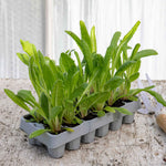 Primula Vialii 'red Hot Poker' Plants | 3 x 9cm | Crimson