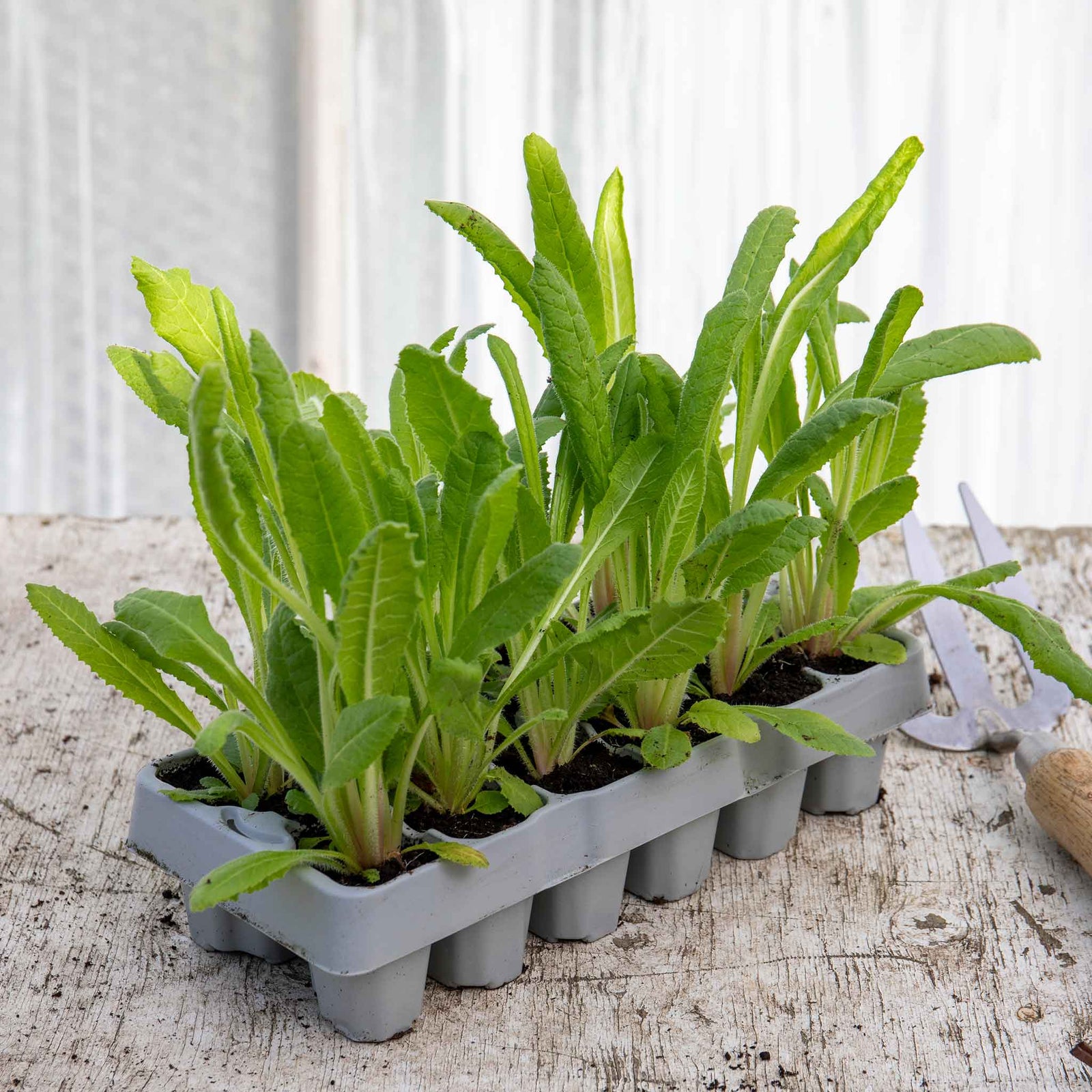 Primula Vialii 'red Hot Poker' Plants | 1 x 9cm | Crimson