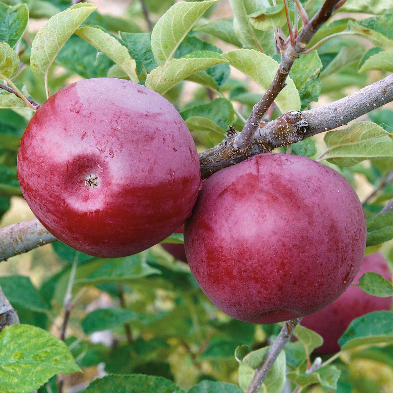 Apple 'mcintosh' - Columnar Patio Apple Tree | 1 x Tree
